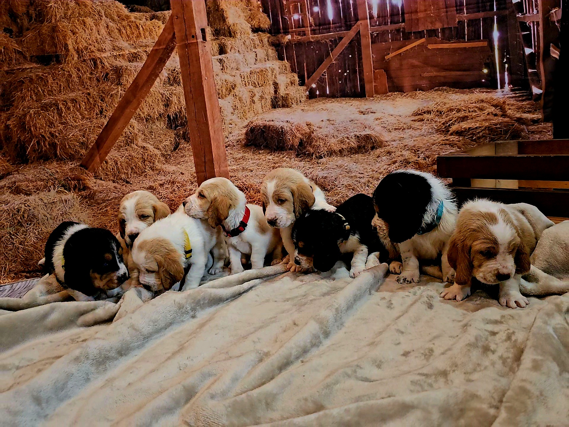 Basset Hound Puppies from Hounds All Night