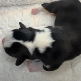 Lucky - Black and tan male Pembroke Welsh Corgi puppy in Salisbury, Maryland from Coastal Corgis