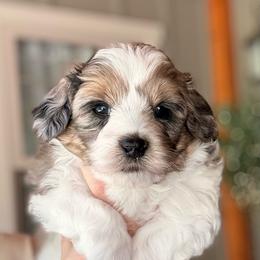 Reese - Silver male Havapoo puppy in Roseburg, Oregon from Sharon’s Sheepadoodle’s