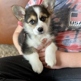 Jill - Black and tan Pembroke Welsh Corgi puppy in Weston, Idaho from Diamond Fox Corgis
