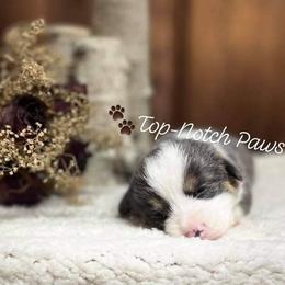 Pembroke Welsh Corgi Puppies from Top-Notch Paws
