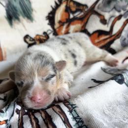 Girl 2 - female Pembroke Welsh Corgi puppy in Hillsville, Virginia from Bonderosa Kennels