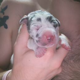 Nymphadora Tonks - Blue and white female Great Dane puppy in Pollock, Louisiana from Danes Done Right