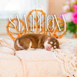 Symphony - Red and white female Pomsky puppy in Mattoon, Illinois from Southpaw Pomskies