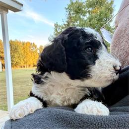Grey Boy (Draco) - Black and white male Bernedoodle puppy in Moulton, Alabama from Triple W Doodles