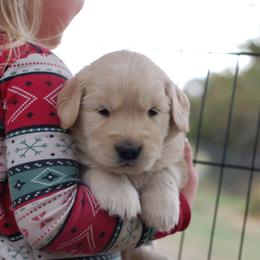 Troubedor - Golden female Golden Retriever puppy in Cody, Wyoming from Bliss Creek MTN Meadows