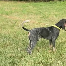 Eli - Bluetick Coonhound