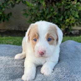 Zaya 4000 - Brown and white female Sheepadoodle puppy in Los Angeles, California from Exquisite Doodles
