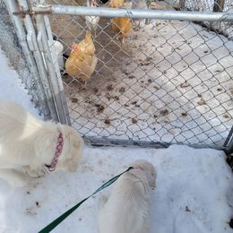 Golden Retriever Puppies from Triple D Ranch