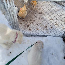 Golden Retriever Puppies from Triple D Ranch