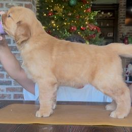 Blue - Golden female Golden Retriever puppy in Sulphur, Louisiana from Lyons Golden Retrievers