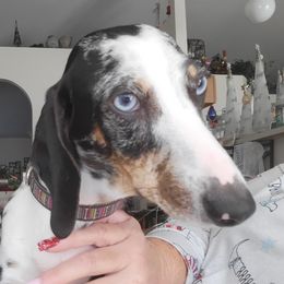 Harlie - Dachshund