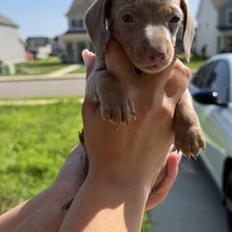 Dachshund Puppies from Little Long Weens