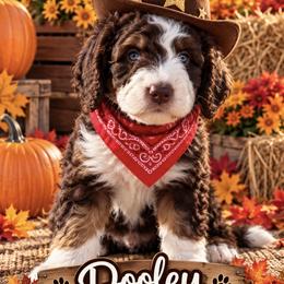 Bernedoodle Puppies from Beckley's Bernedoodles-Muddy Paws Doodle Farm NC LLC
