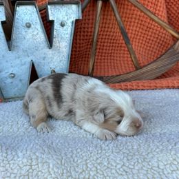 Autumn - Red merle female Miniature Australian Shepherd puppy in Checotah, Oklahoma from Wild Outlaw Aussies