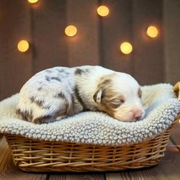 Indigo - Red merle female Australian Shepherd puppy in Statesville, North Carolina from Charming Australian Shepherds