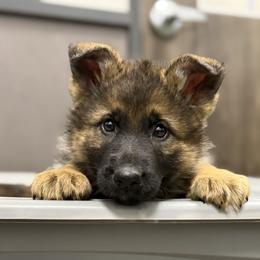 German Shepherd Puppies from Auf der Marquis German Shepherds