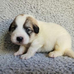 Jack - orange collar - White and badger male Great Pyrenees puppy in Monmouth, Maine from Flewelling Great Pyrenees