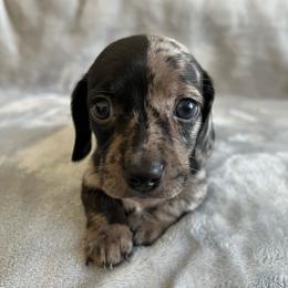 Ella - Dapple female Dachshund puppy in Ocala, Florida from Weenie Boops