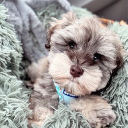 Louis - Miniature Schnauzer