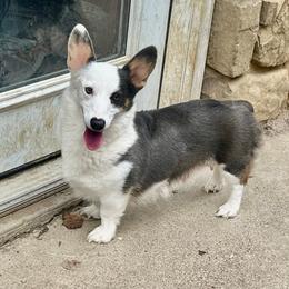 Bluey - Pembroke Welsh Corgi