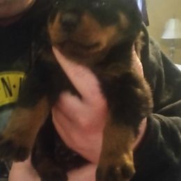 Rottweiler Puppies from Baldwin Rottweilers