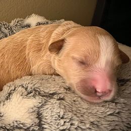 SmithDoodles BOY 3 - Cream male Goldendoodle puppy in Portland, Oregon from Smith Family Doodles