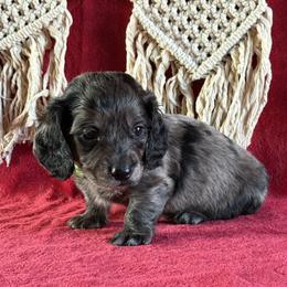 Tanner - Black male Dachshund puppy in Lincoln, Arkansas from Red Dirt Dachshunds