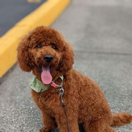 Goldendoodle and Poodle All Grown Up from East Valley Pups