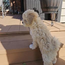 Havapoo Puppies from Derbyville Havapoos
