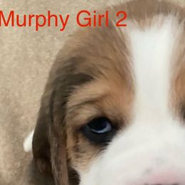 Girl 2 - Black tan and white female Beagle puppy in Needville, Texas from Rancho Robles Kennels