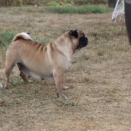 Bessie - Pug