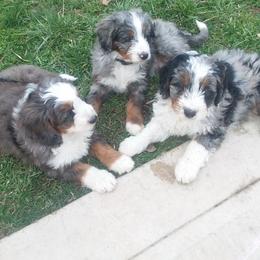 Marshall - Blue merle male Bernedoodle puppy in Port Orange, Florida from Royal doodles of Florida