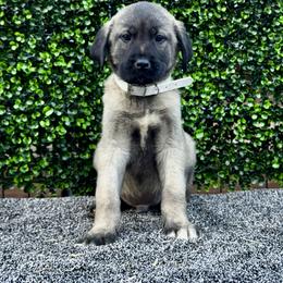 H.D White Boy - Fawn male Anatolian Shepherd Dog puppy in Frenchtown, Montana from Apex Anatolians