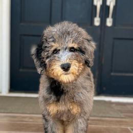 Bebe - Merle female Bernedoodle puppy in Modesto, California from Central Valley Canine Companions