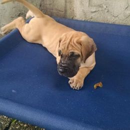 Great Dane Puppies from Sylcrest