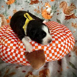 Cappuccino - Black & white male Australian Shepherd puppy in Brookfield Township, Ohio from AussieLand Shepherds