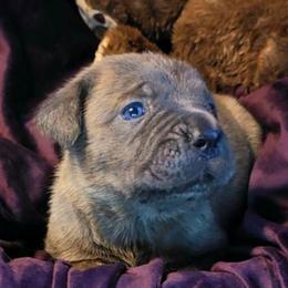 Alberto - Gray brindle male Cane Corso puppy in Nashville, Tennessee from Prestigious K9