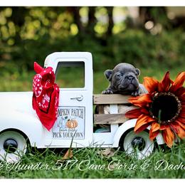 Dachshund and French Bulldog Puppies from Black Thunder 517 Cane Corso and Dachshunds