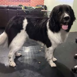 MILLIE - Newfoundland