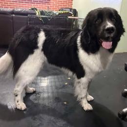 MILLIE - Newfoundland