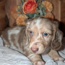 Rolo - Dapple male Dachshund puppy in Unadilla, Georgia from The Hamsley Kennels of South Georgia