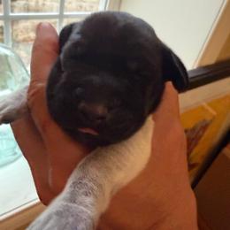 Brady - Black roan male German Shorthaired Pointer puppy in San Antonio, Texas from Alvarado Farm Kennels, LLC