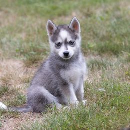 Hera - Wolf sable female Pomsky puppy in Moultonborough, New Hampshire from Foxfire Arctic Spitz