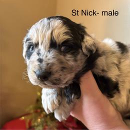 St. Nick - Blue merle male Australian Shepherd puppy in Stockport, Ohio from Coleman's Natural Bridge Aussies