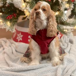 Millie - Cocker Spaniel