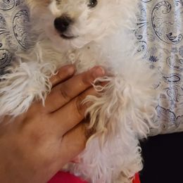 Aussiedoodle, Poodle, and Toy Australian Shepherd Puppies from Heartland Ranch