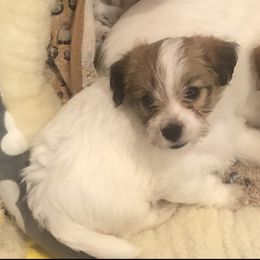 Russell Terrier Puppies from Awesome Pups