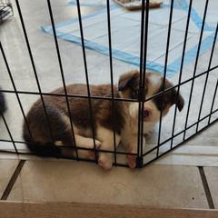 Pembroke Welsh Corgi Puppies from Surfside Corgis South Carolina