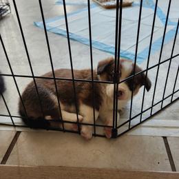Pembroke Welsh Corgi Puppies from Surfside Corgis South Carolina